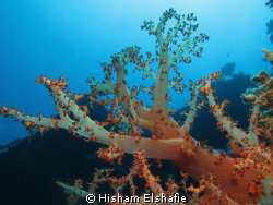 Soft Coral, by Hisham Elshafie 